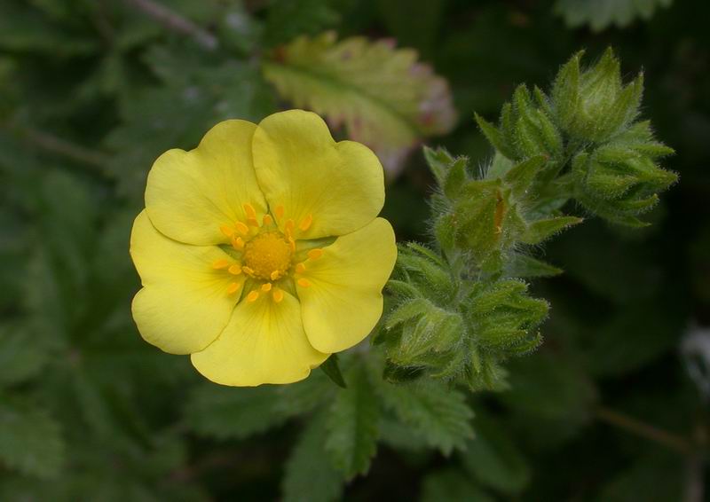 Potentilla erecta / Cinquefoglia tormentilla